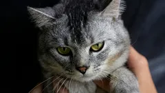 Curiosità sul perché i gatti non accettano altri gatti nel loro territorio